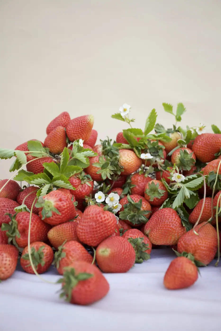 San Diego Wedding Florist